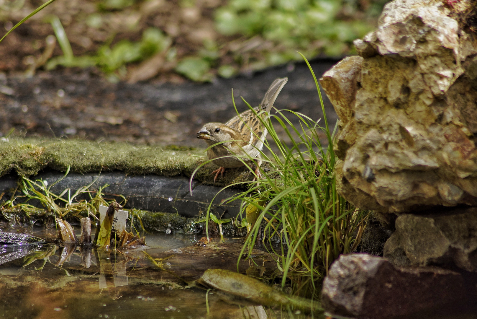 Gast am Gartenteich 