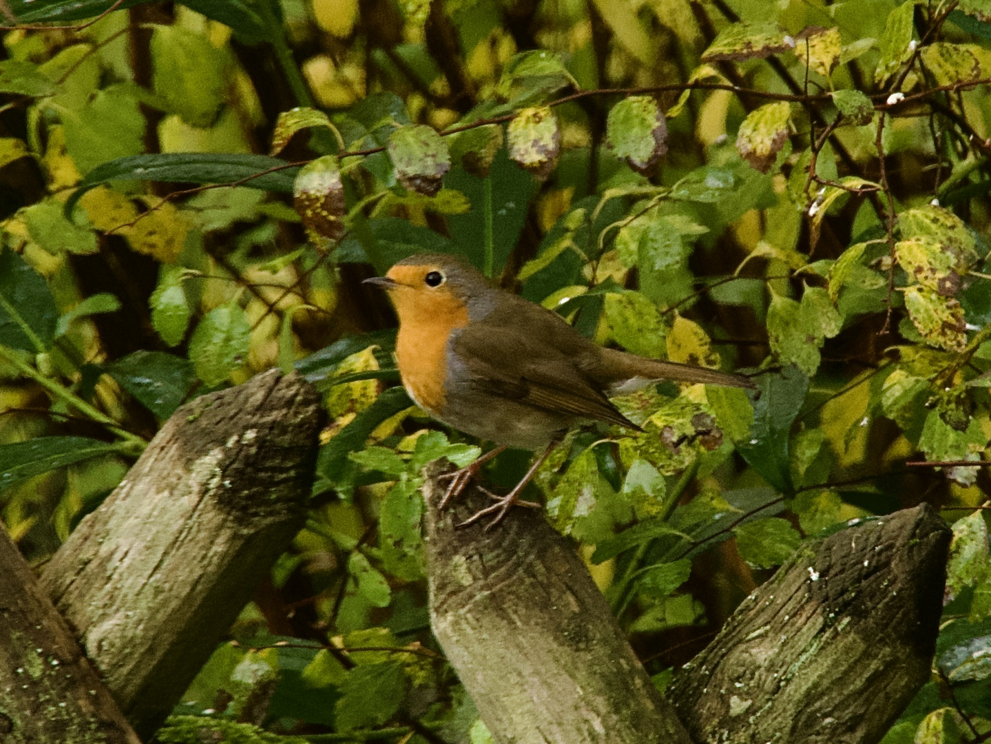 Gast am Gartenzaun 