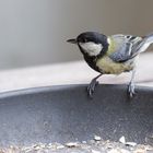 Gast auf dem Balkon