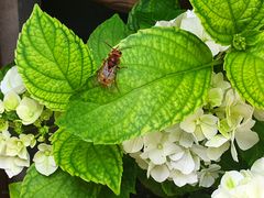 Gast auf der Hortensie**