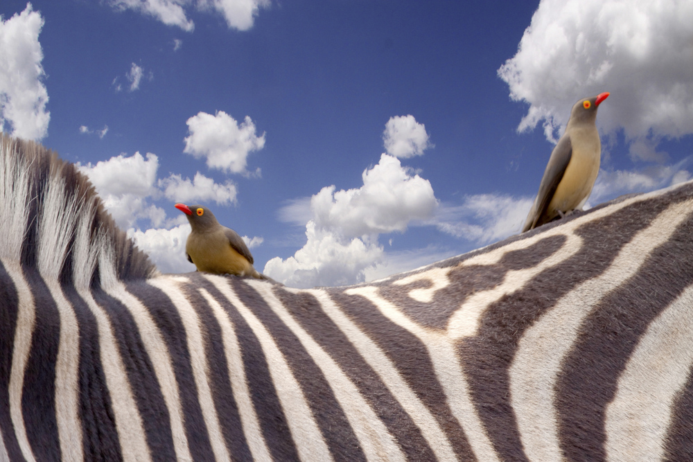 Gast auf einem Zebra