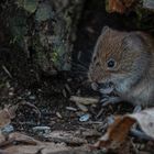 Gast bei der Vogelfütterung