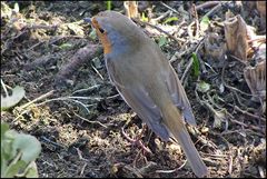 Gast im Garten