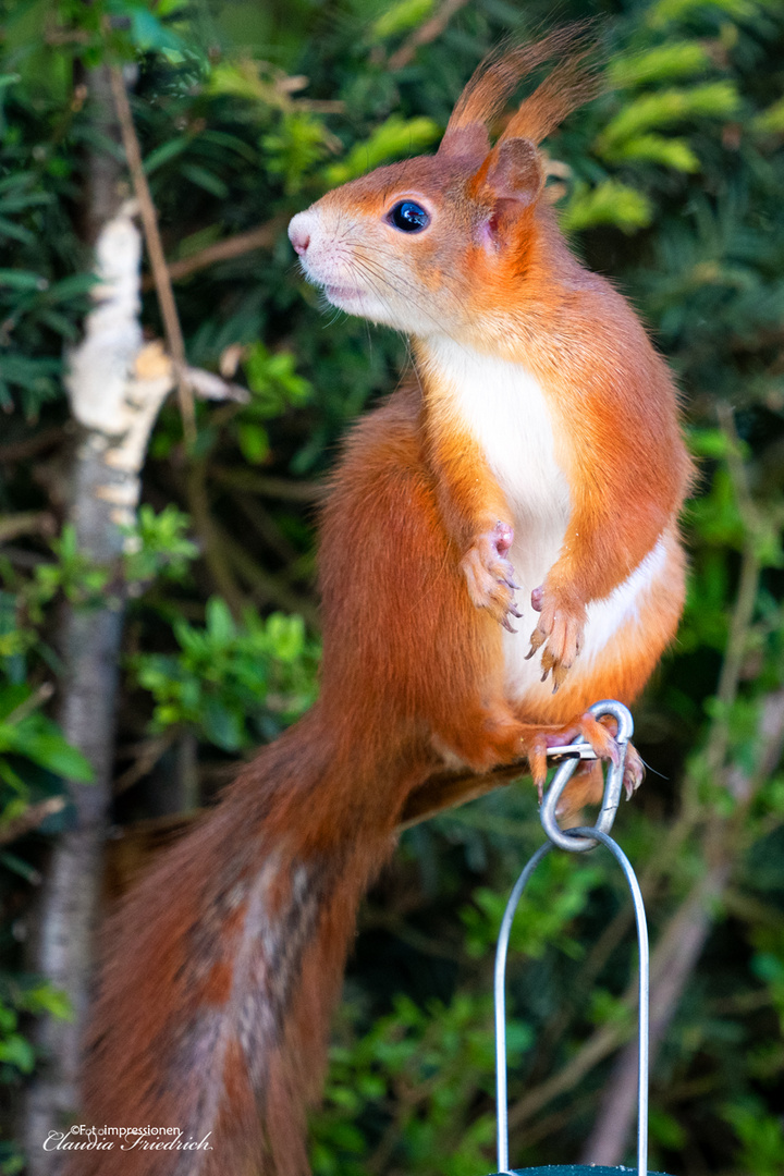 Gast im Garten