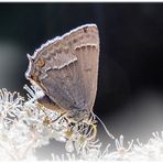 Gast im Garten