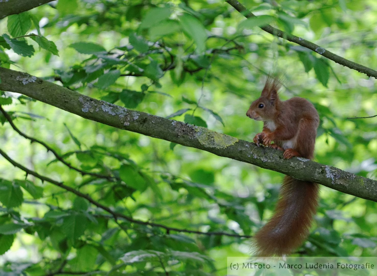 Gast im Garten