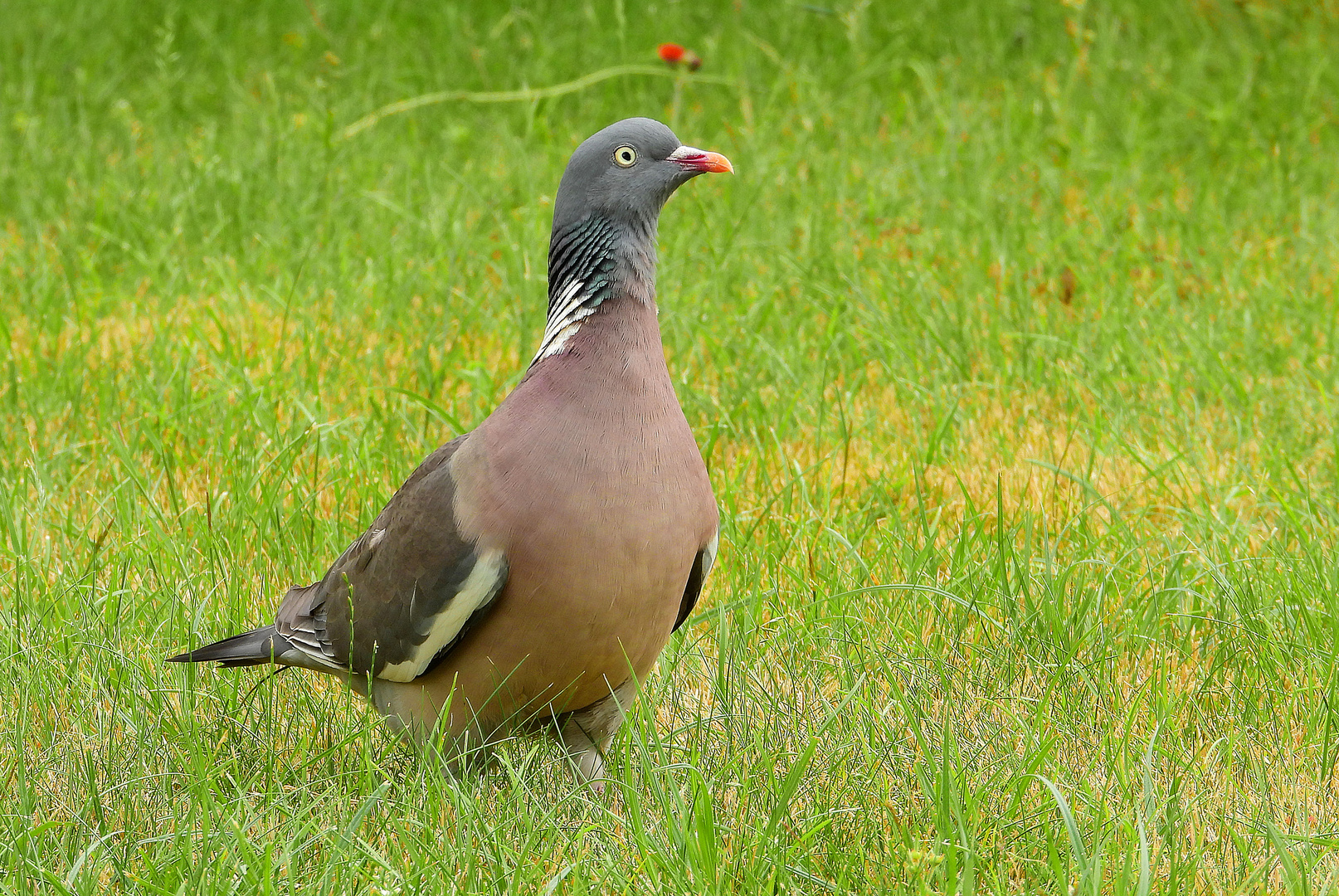 Gast im Garten