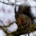 Gast im Garten