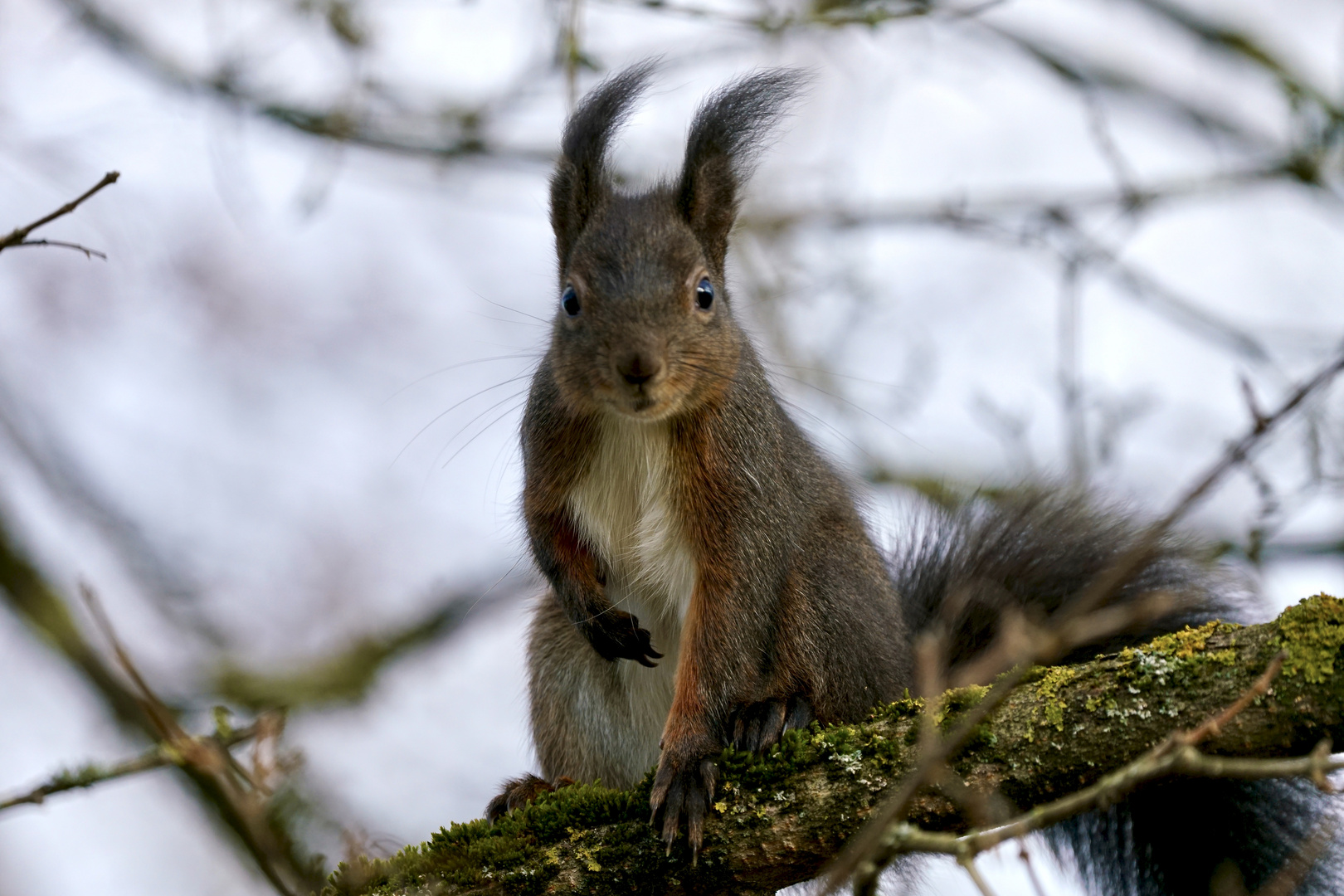 Gast im Garten