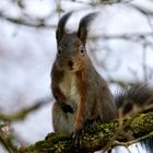 Gast im Garten