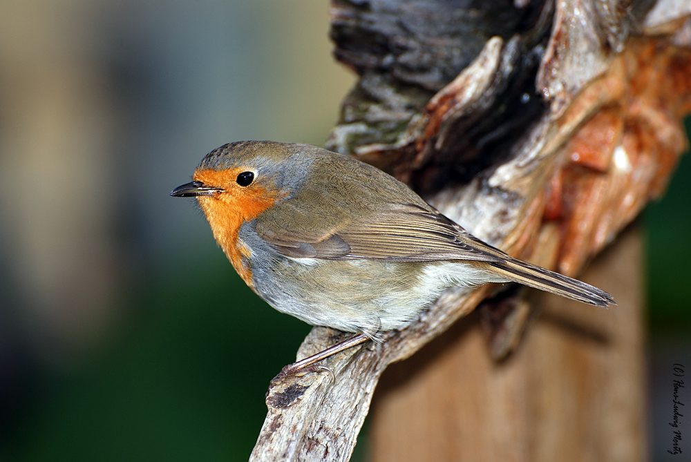 Gast im Garten das Rotkehlchen Foto &amp; Bild archiv