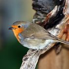 Gast im Garten: das Rotkehlchen