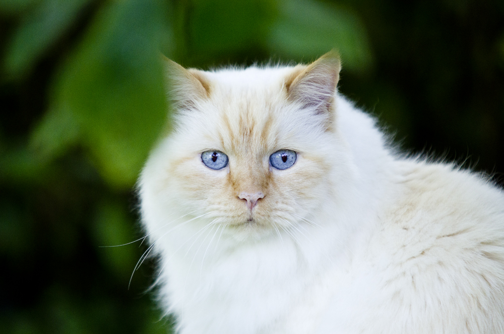 Gast im Garten