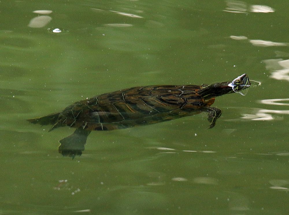 Gast im Nymphenburger Schlosspark,  die ...