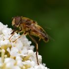 Gast im Schmetterlingsflieder