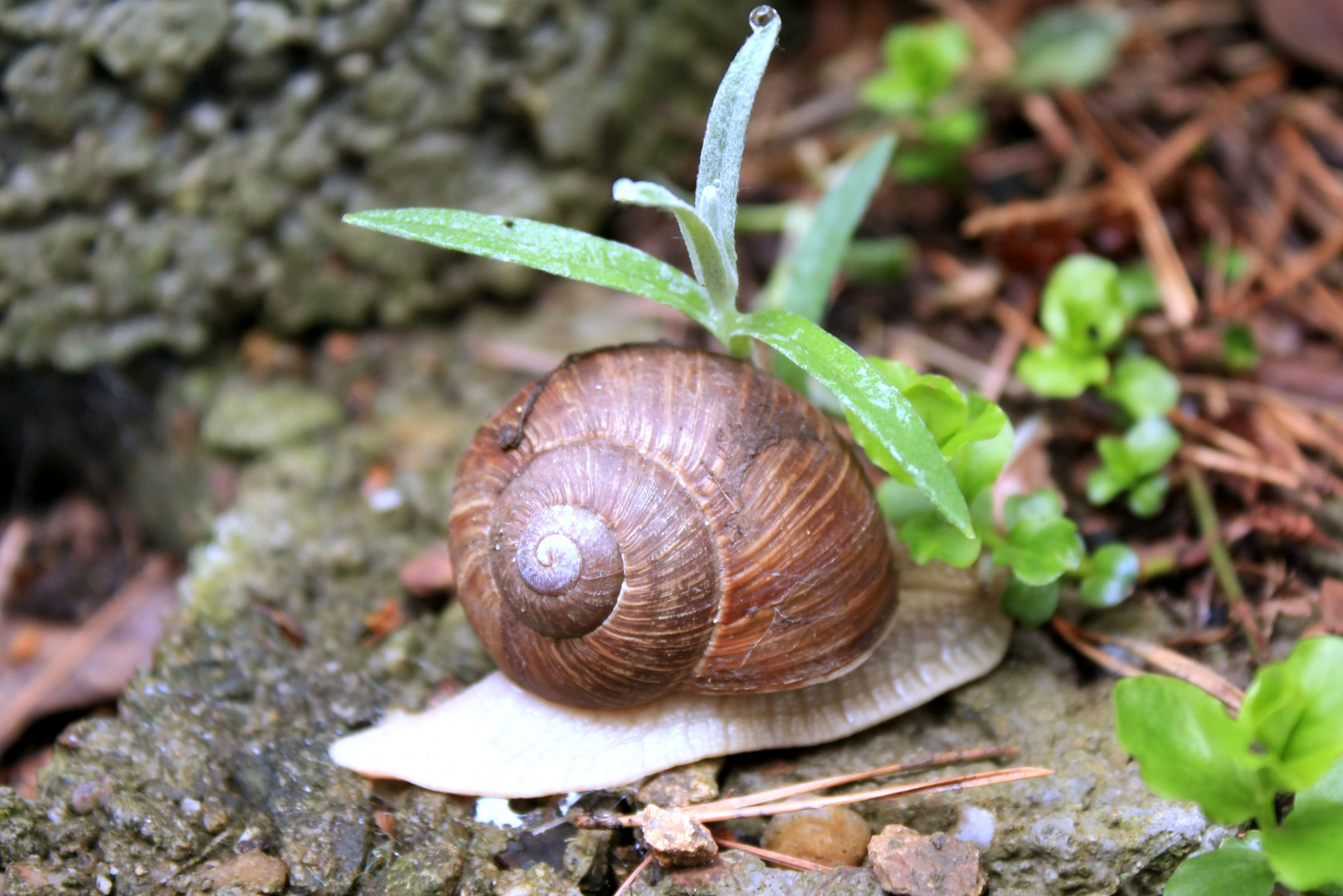 Gast im Steingarten... Foto & Bild | tiere, natur Bilder auf fotocommunity