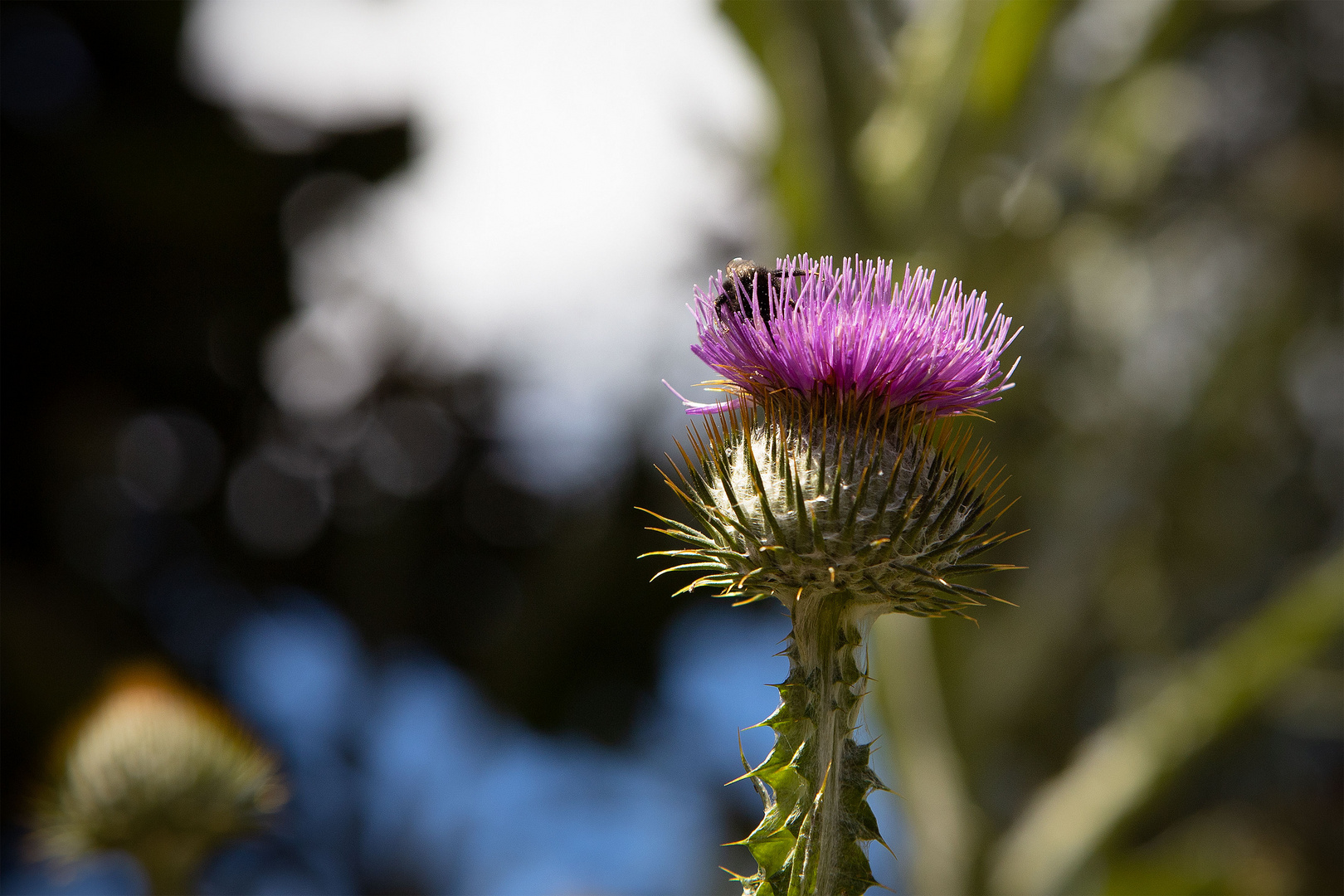 Gast-in-der-Distel