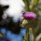 Gast-in-der-Distel