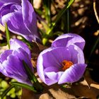 Gast in der Krokusblüte fc