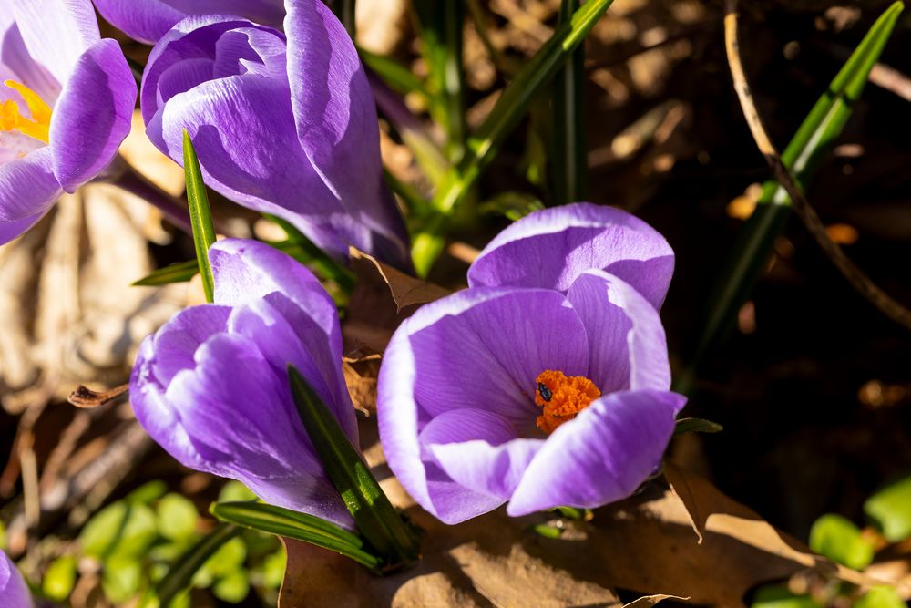 Gast in der Krokusblüte fc