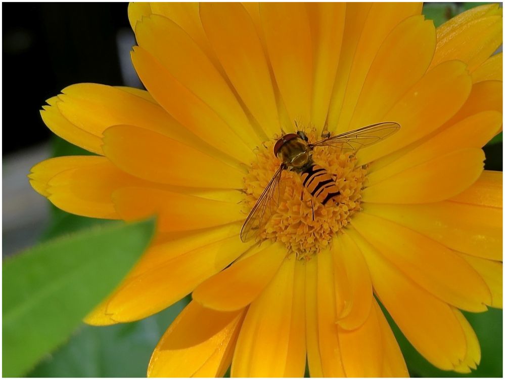 Gast in der Ringelblume