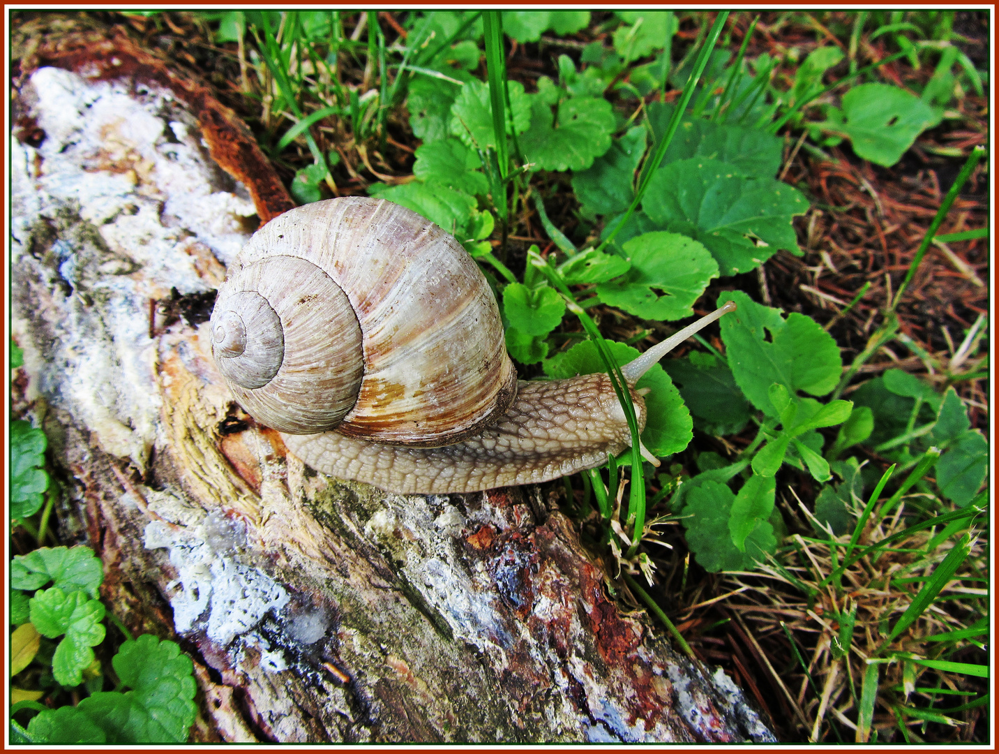 Gast in meinem Garten