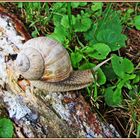 Gast in meinem Garten