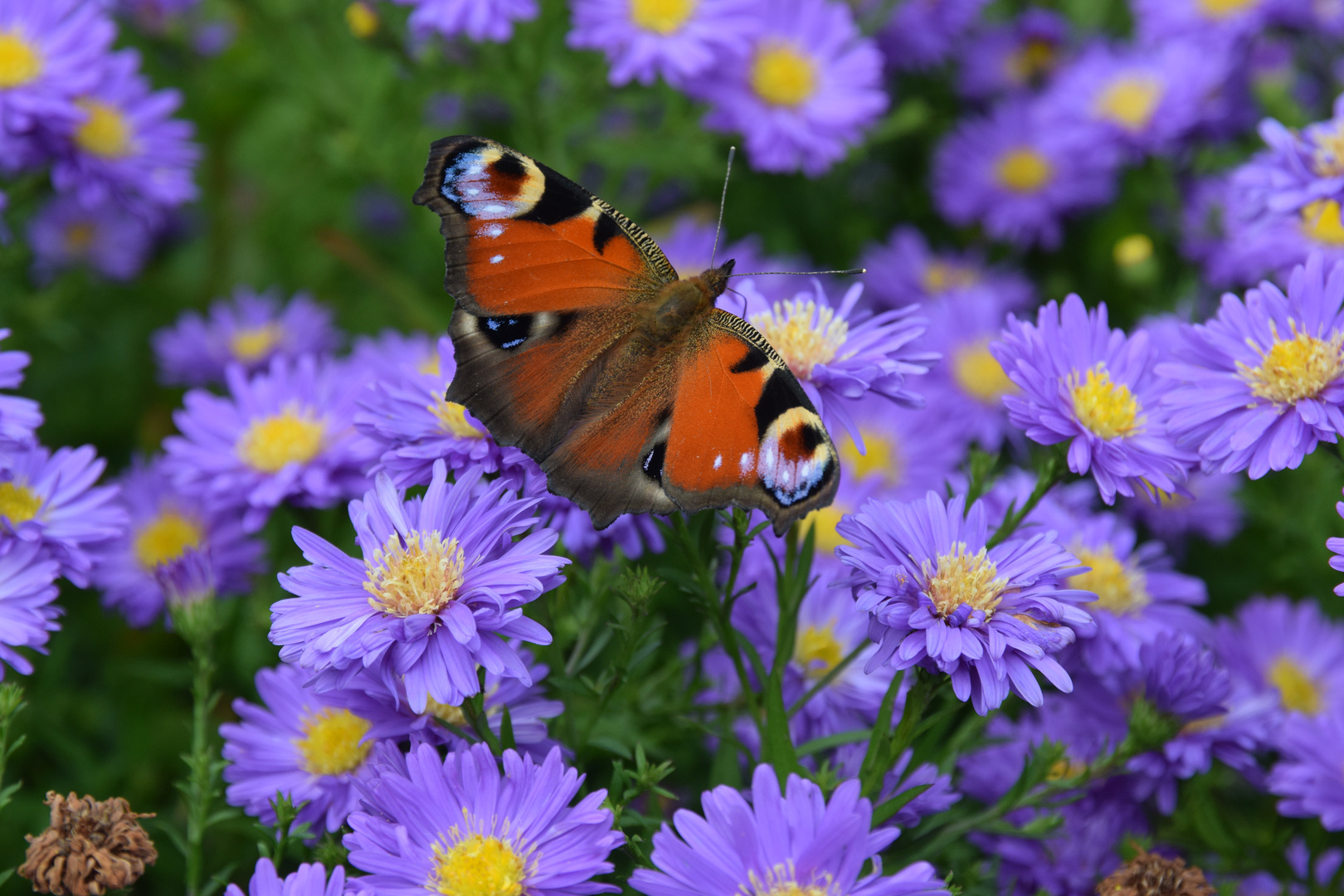 Gast in unserem Garten