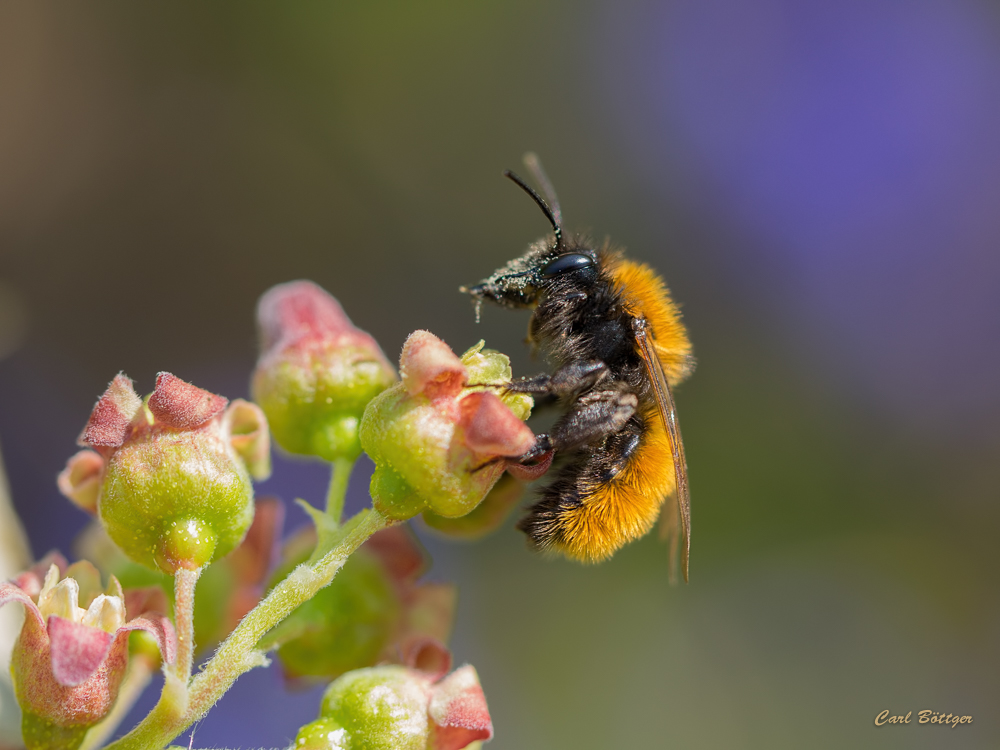 Gastbesuch - Schwarze Johannisbeerenblüten