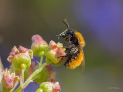 Gastbesuch - Schwarze Johannisbeerenblüten