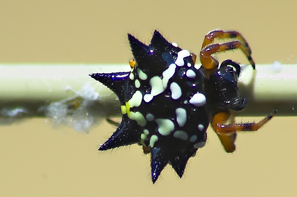 Gasteracantha 2