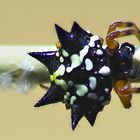 Gasteracantha 2