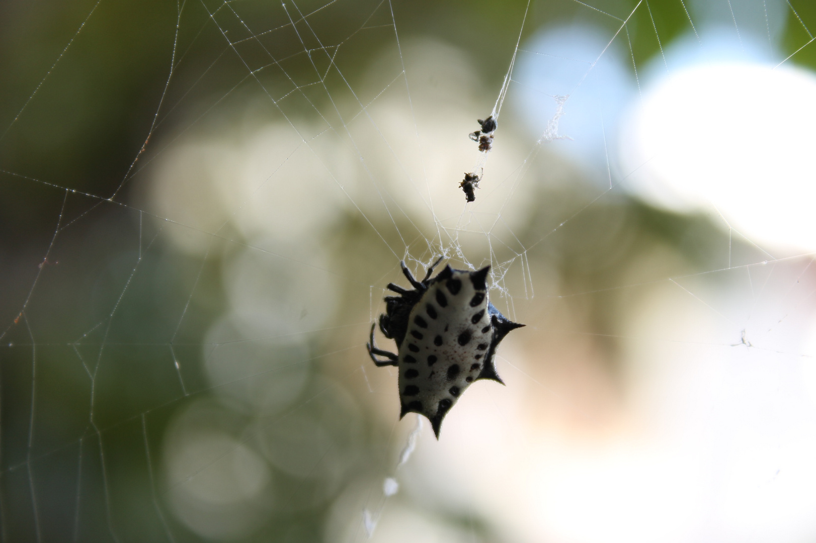 GASTERACANTHA CANCRIFORMIS