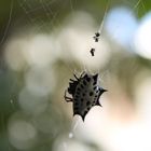 GASTERACANTHA CANCRIFORMIS