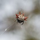 Gasteracantha cancriformis