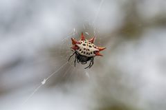 Gasteracantha cancriformis