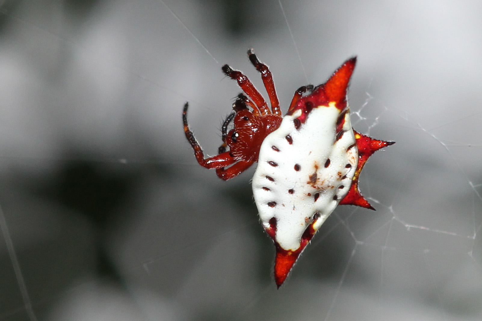 Gasteracantha cancriformis