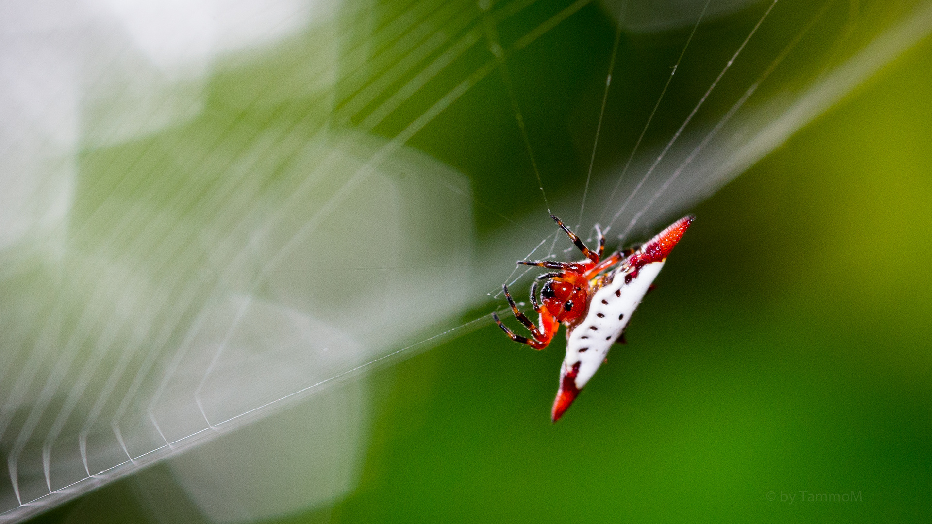 Gasteracantha cancriformis II