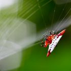 Gasteracantha cancriformis II