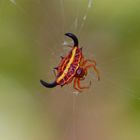 Gasteracantha sp.