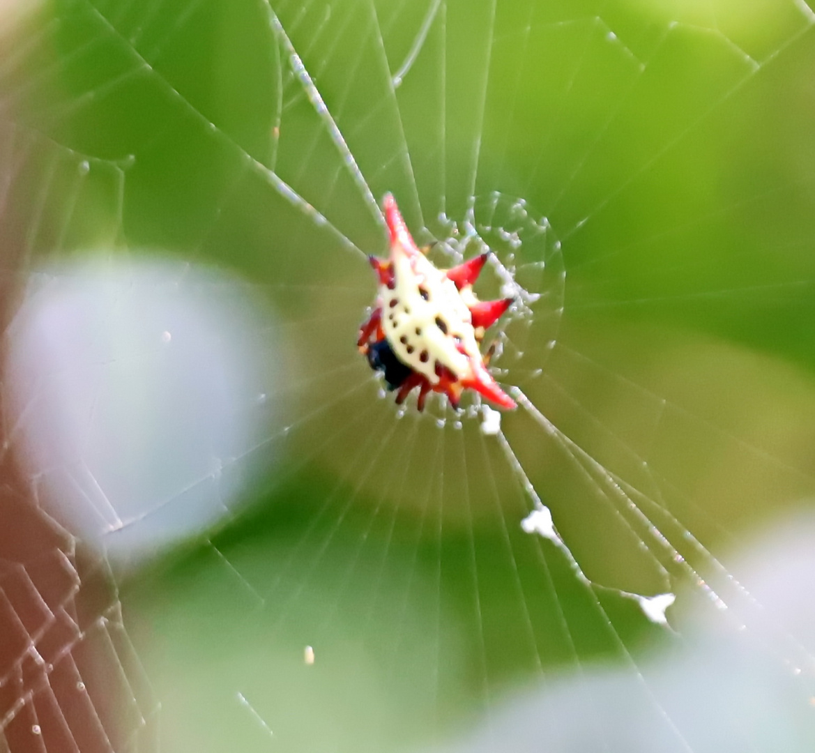 Gasteracantha versicolor (Doku) Foto & Bild natur, afrika, tiere