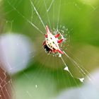 Gasteracantha versicolor (Doku)