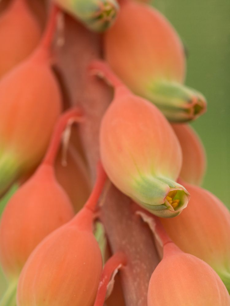 Gasteria armstrongii