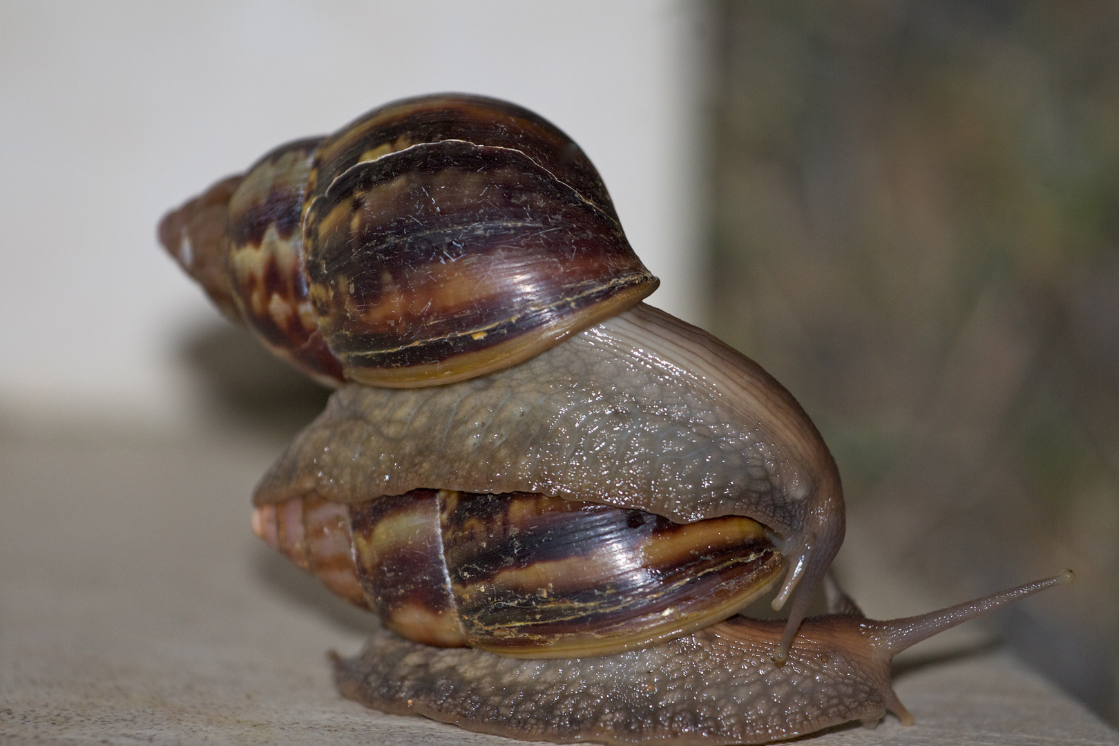 gastéropodes amoureux