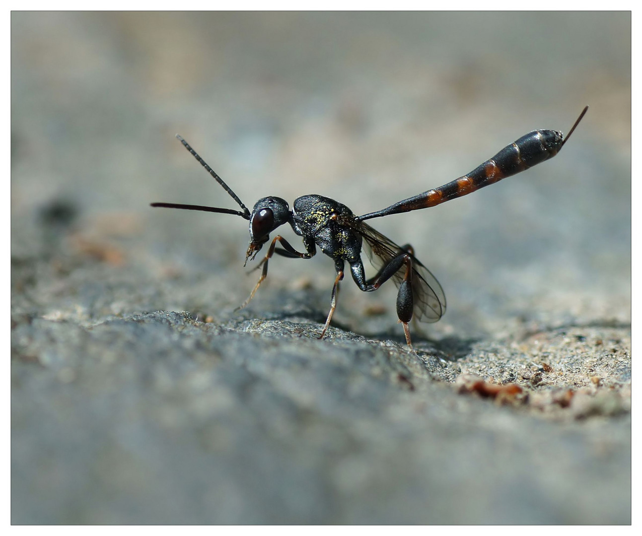 Gasteruptiidae - Schmalbauchwespen