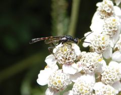 Gasteruption assectator auf Schafgarbe in unserem Garten