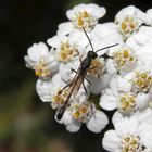 Gasteruption assectator auf Schafgarbe in unserem Garten