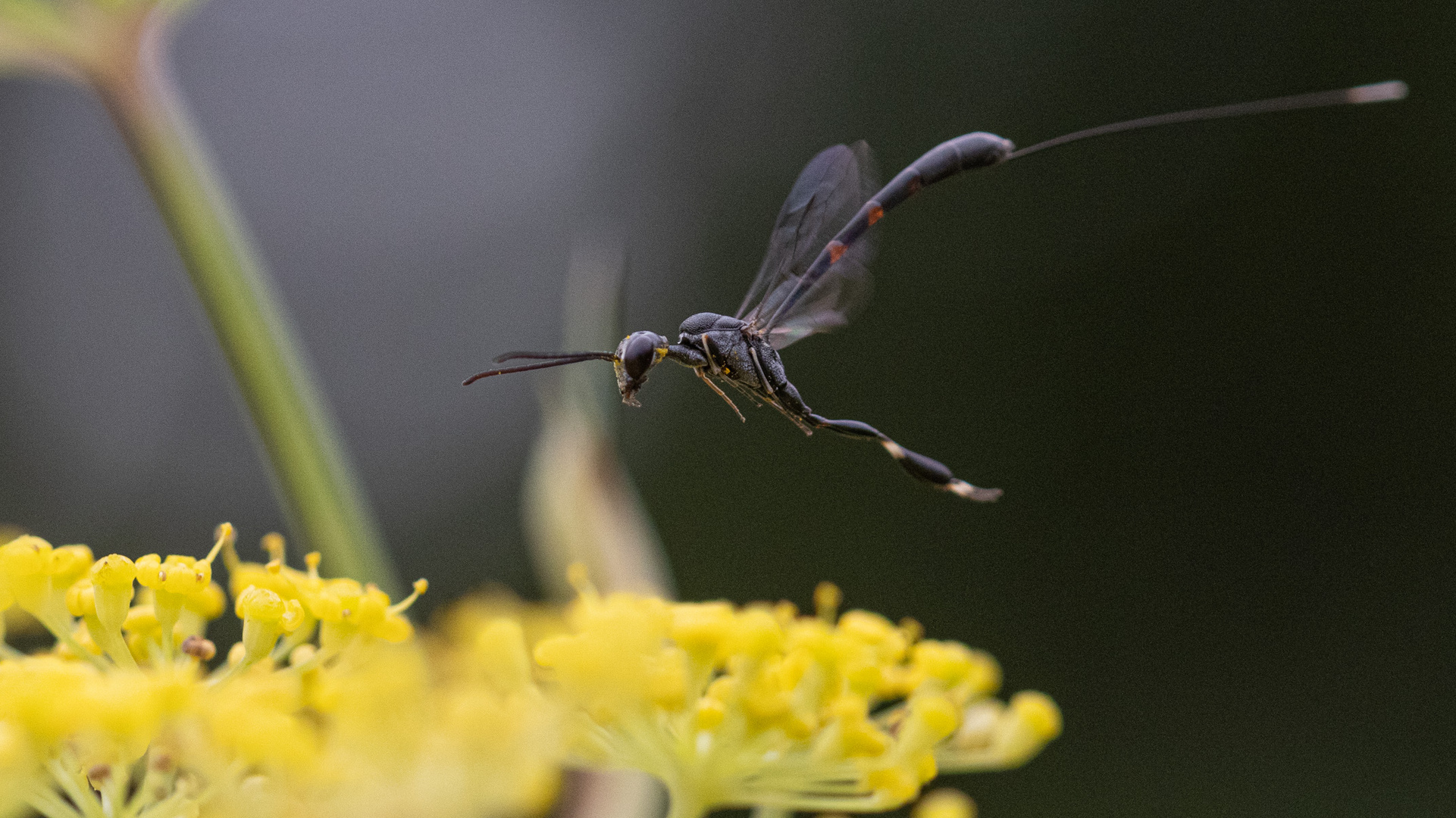 Gasteruption assectator (weiblich)