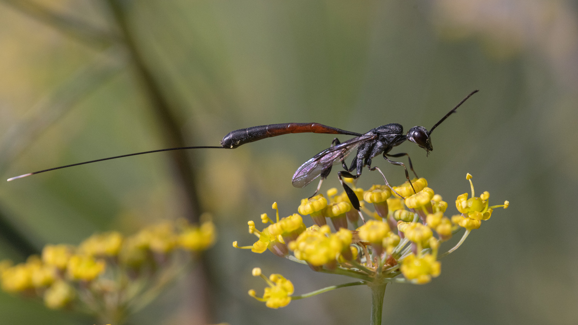 Gasteruption assectator (weiblich) III