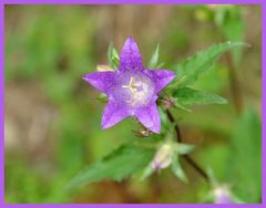 Gastfreundliche Blüte